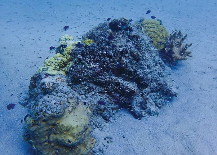 Dragon Lady (Kerama Islands)